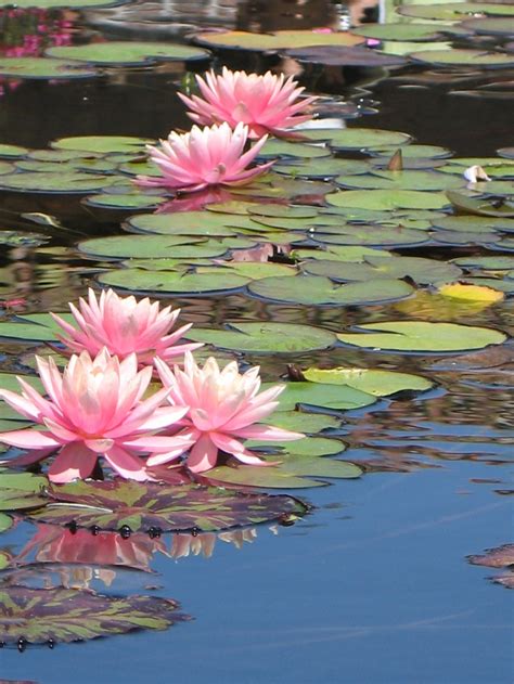 Mission Lilies | Waterlelies, Bloemen schilderij, Bloem schilderij