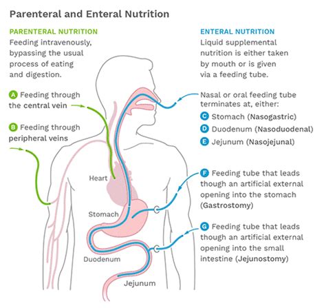 Feeding Methods – Healthcare Nutrition Council