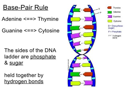 Dna & rna