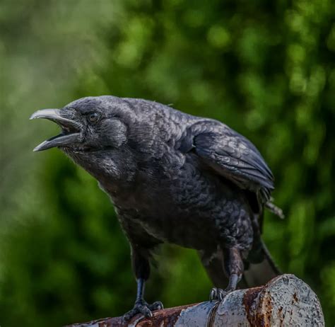 Help! Crows are dive-bombing me! - BC SPCA