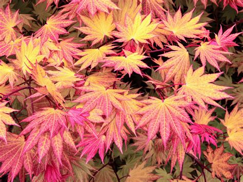 Acer shirasawanum 'Autumn Moon' Japanese Maple | Conifer Kingdom