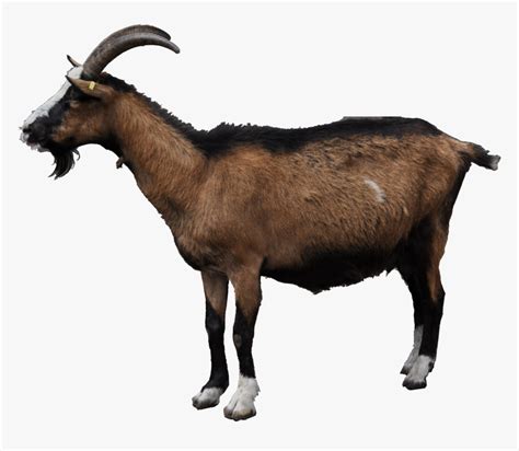 Transparent Mountain Goat Png - Mountain Goat Transparent Background, Png Download , Transparent ...