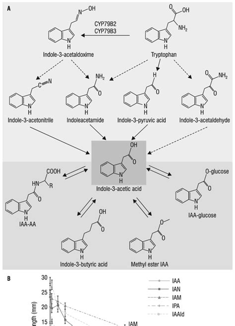 Auxin biosynthesis and storage forms in higher plants. (A) Possible... | Download Scientific Diagram