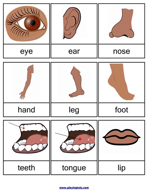 Free printable body parts flashcards | Free Printable for learning ...