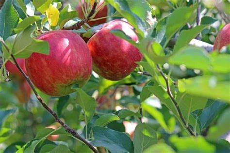 High Yield Hybrid Apple Varieties in India: State Wise