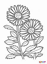 Daisy Coloring Pages Printable For Free Download sketch template