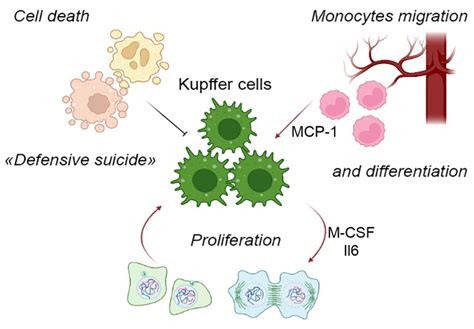 Kupffer Cells Diagram