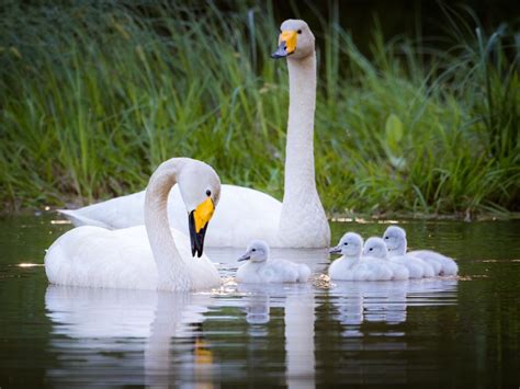 Jukka Risikko Photography – Magical nature and wildlife photography from Lapua, Western Finland ...