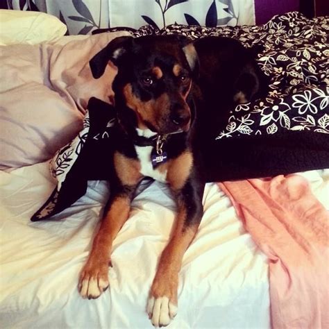 Mastery; this is Ona, she's a 3 year old rottweiler/hound mix I rescued from a kill shelter in N ...