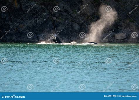 Orcas Hunting stock photo. Image of blue, fish, beautiful - 66351288