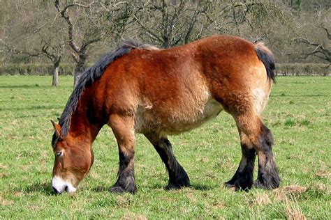 MEET THE ARDENNES DRAFT HORSE – The Carolinas Equestrian