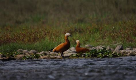 Bird-Watching-Chitwan - Trekking in Nepal | Adventures in Nepal