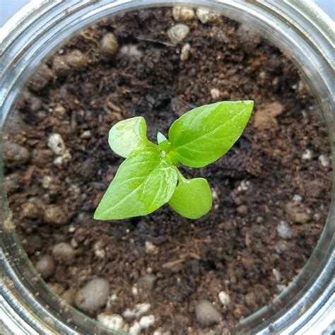 Growing Thai Basil - Sowing Good