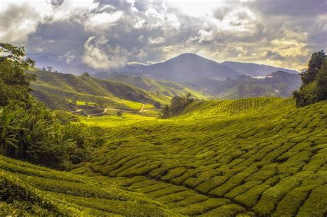 6 Tea Plantations In India That Offer More Than Just Chai