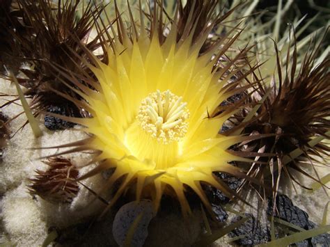 Echinocactus grusonii - Golden Barrel Cactus, Golden Ball | World of Succulents