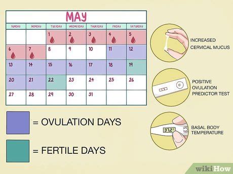 3 Ways to Use a Fertility Calendar - wikiHow