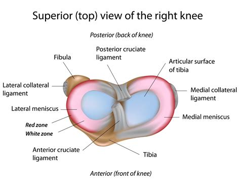 Knee Ligament Injury | Singapore Physiotherapists provide physiotherapy ...