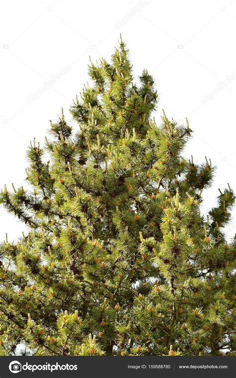 Pictures: scotch pine tree | Scotch pine tree — Stock Photo © PeterEtchells #159588780