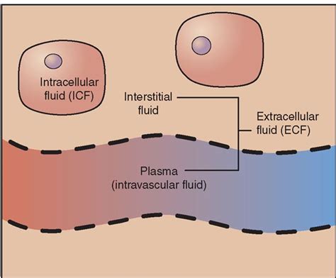 Pin by Tracy Adams on Neonatal Certification Exam | Extracellular fluid, Fluid and electrolytes ...