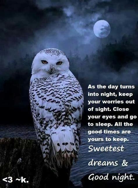 Owls sleep type | Beautiful owl, Owl photos, Owl pictures