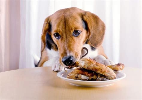 Dog smell can reval quality of the food