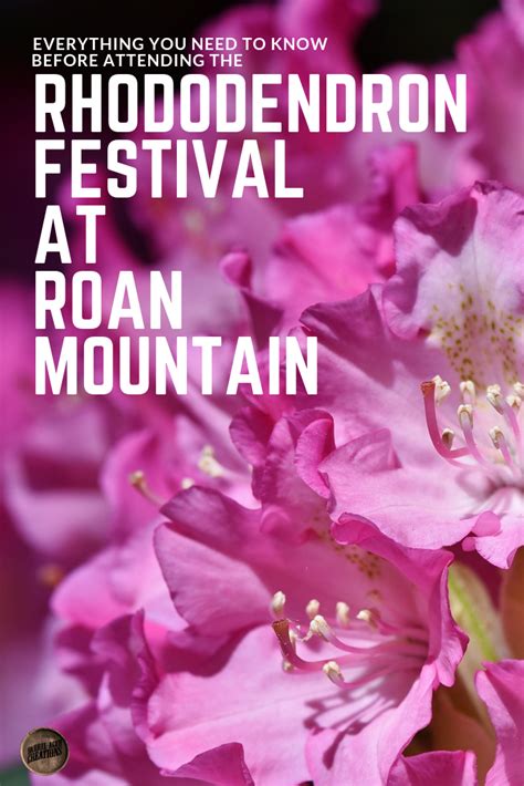 everything you need to know before attending the rhododendron festival ...