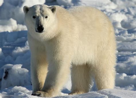 Polar Bear