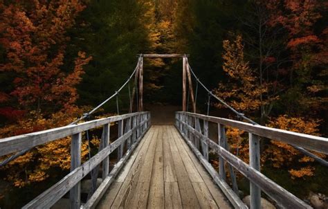 Photo Wallpaper Autumn, Forest, Bridge - Wallpaper - 1332x850 Wallpaper - teahub.io