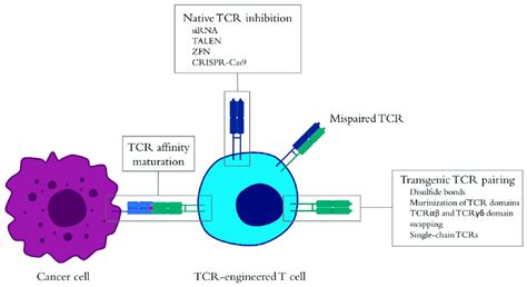 Enhancement of tumor-specific T-cell receptor (TCR)-engineered T cells.... | Download Scientific ...