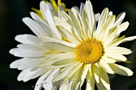 Shasta Daisy Flowers Picture | Photo, Information