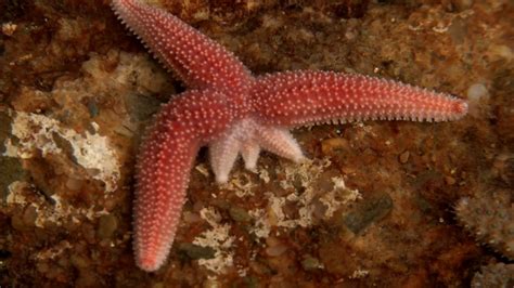 Starfish Limb Regeneration - YouTube