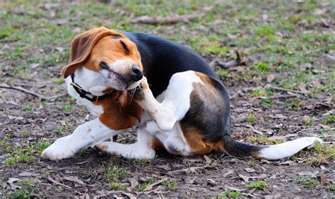 News - Itchy skin allergies in dogs linked to problem behaviour, says ...