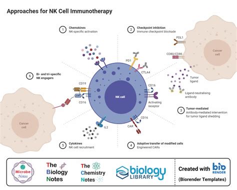 Natural Killer (NK) Cells- Definition, Structure, Immunity, Functions