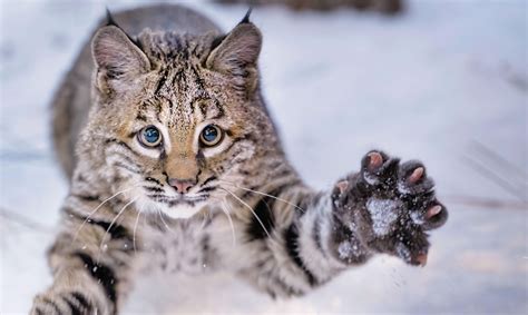 Bobcat Kitten Makes Himself At Home At High Desert Museum