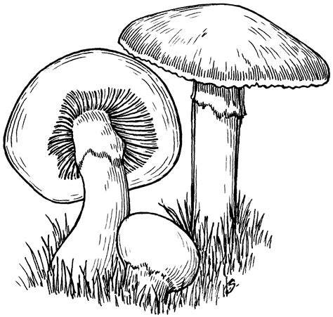 File:Mushroom (PSF).png - Wikipedia