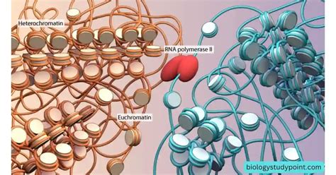 Heterochromatin VS Euchromatin | Definition, Types, Function