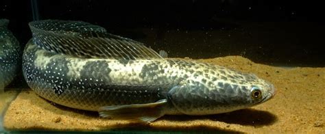 Channa marulius – Bullseye Snakehead (Ophicephalus marulius ...