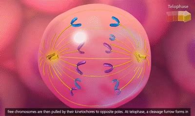 Mitosis/Meiosis Jeopardy Template