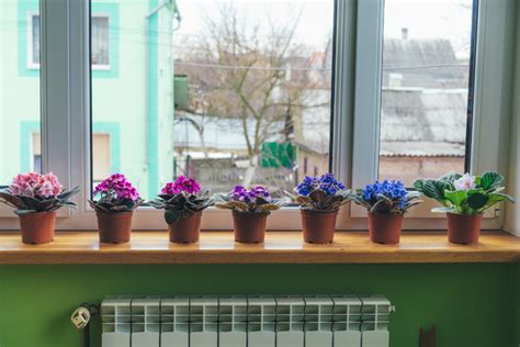 How to Grow Flowers Indoors - Tehila Deutsch Hacking Life