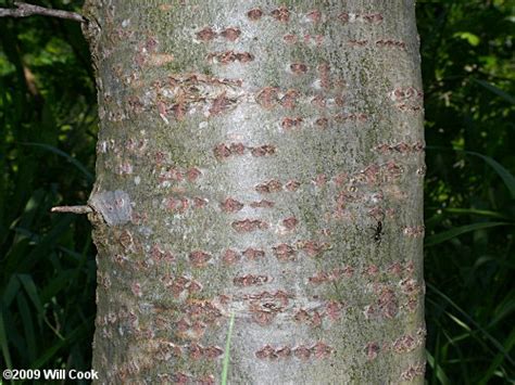 White Poplar (Populus alba)