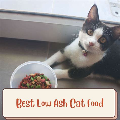 Best Low Ash Cat Food - Cat Food Alley