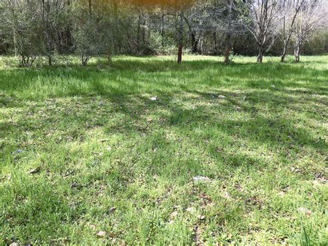 Maximize your wild turkey habitat - Mississippi Sportsman