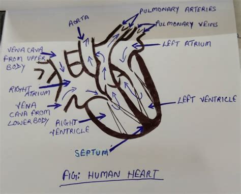 20+ Simple heart diagram | Simple heart diagram labeled | Human heart diagram - Pharmacy Images