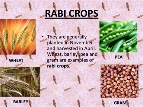 Minimum Support Price increases for all Rabi Crops for Marketing Season ...