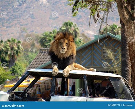 Lion On A Car Stock Photography - Image: 16823772