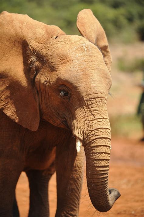 David Sheldrick Wildlife Trust | Jan Videren | Flickr