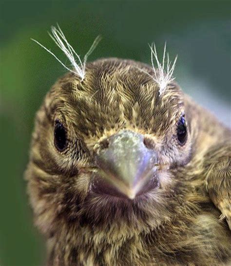 Fledgling Birds: Looking Their Age