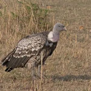 Rüppell's Vulture - Facts, Diet, Habitat & Pictures on Animalia.bio