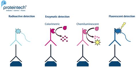 Choosing The Right Western Blot Detection Method | Proteintech Group | 武汉三鹰生物技术有限公司