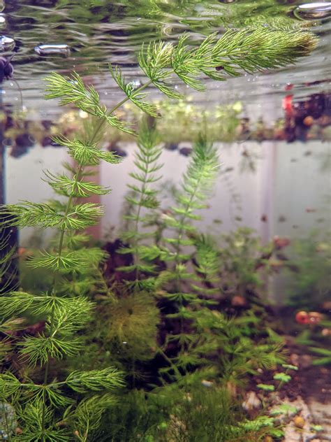 Hornwort